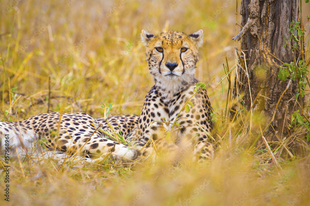 One beautiful cheetah rests at the savannah in Serengeti One beautiful cheetah rests at the savannah in Serengeti