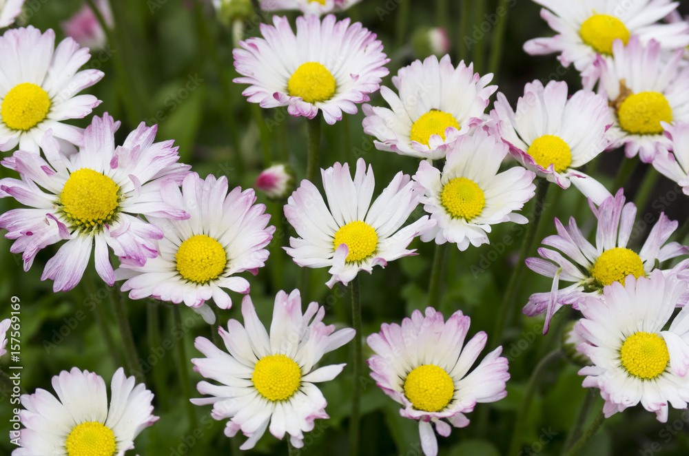 Flowering daisies in the field, Pyrethrum Flowering daisies in the field, Pyrethrum
