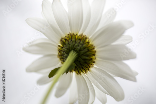 low view of daisy