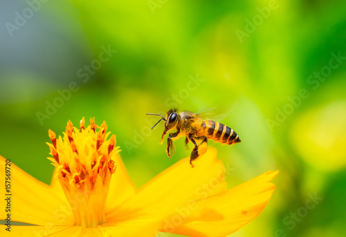 bee flying over the flower © kardd