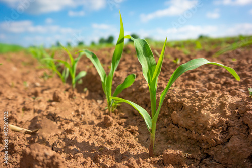 Corn germ in a field in a row