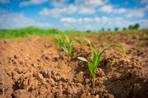 Corn germ in a field in a row