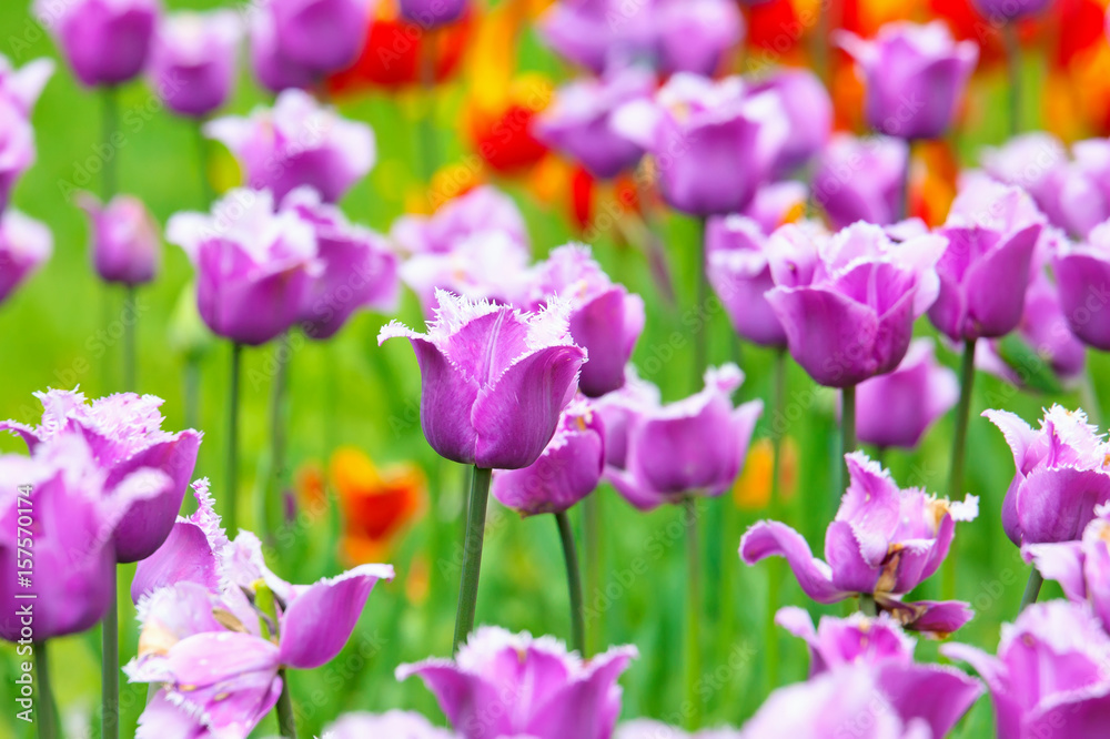 Fringed tulips