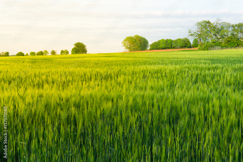 Obraz premium Young wheat field