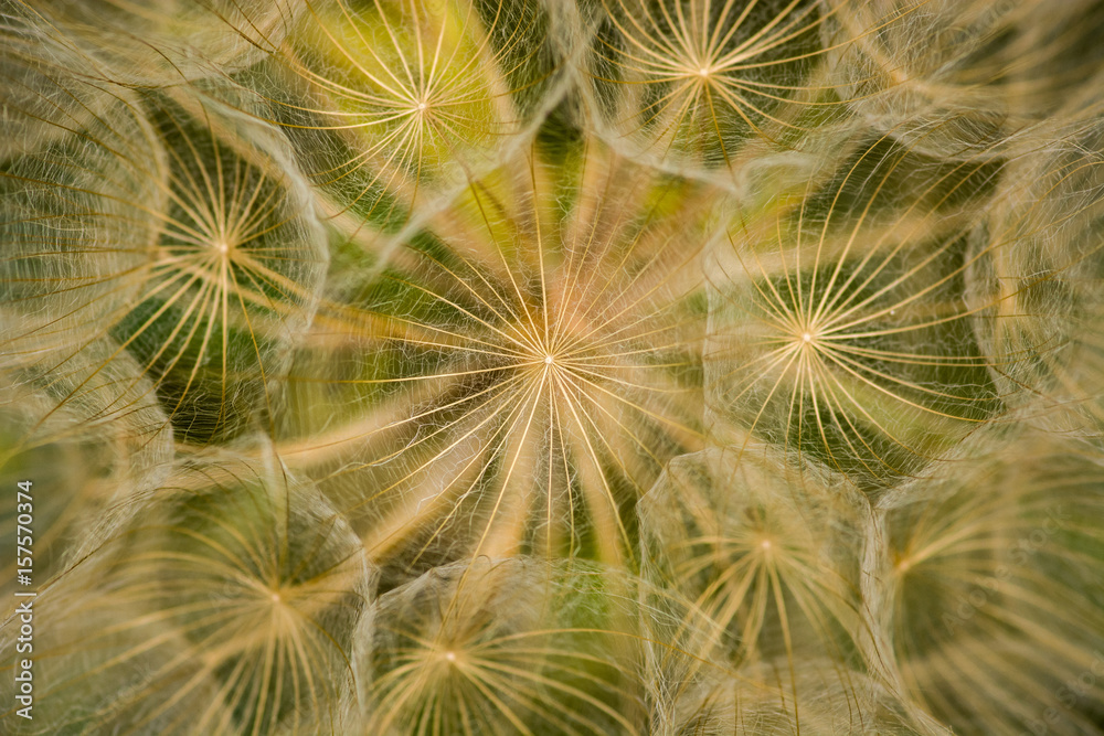plant texture plant texture