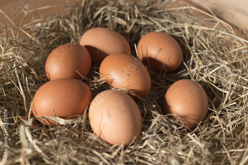 Brown chicken eggs in straw nest