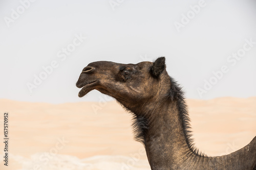 Portrait of a camel in the desert.