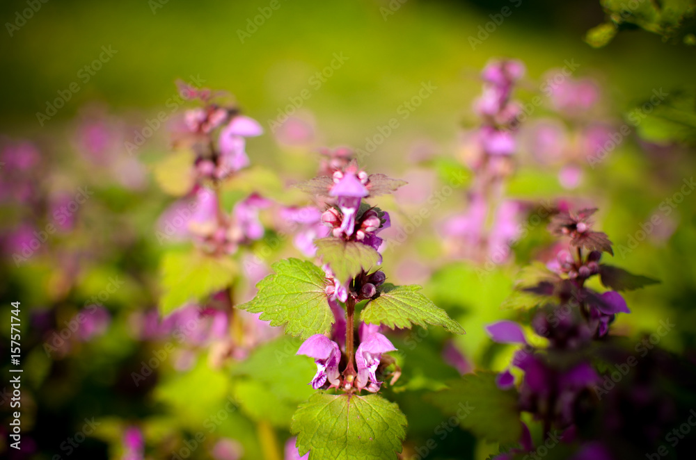 Princess nettle blooming with purple flowers Princess nettle blooming with purple flowers