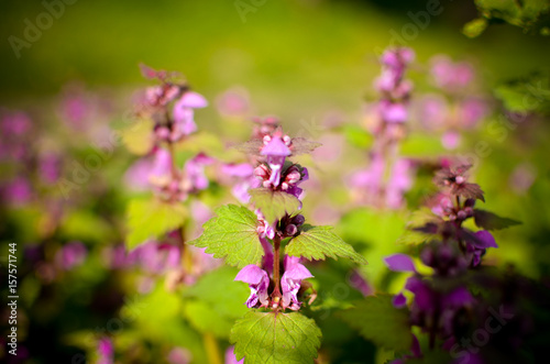 Fototapeta Naklejka Na Ścianę i Meble -  Princess nettle blooming with purple flowers
