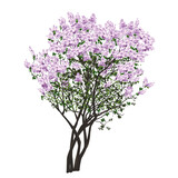 Bush of the blossoming filetovy lilac