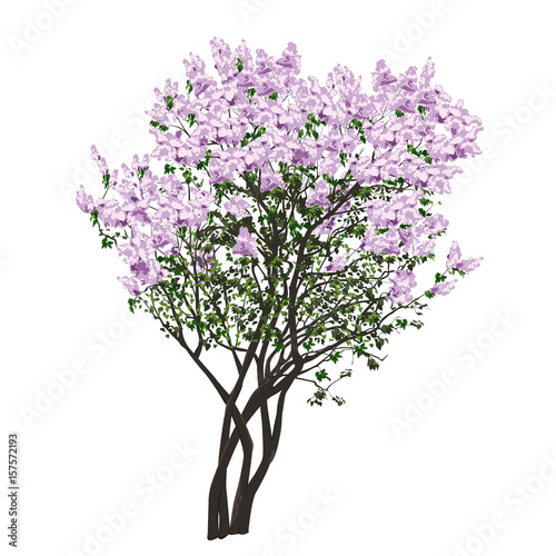 Bush of the blossoming filetovy lilac © olsio