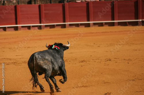 Bullfight - Bull running