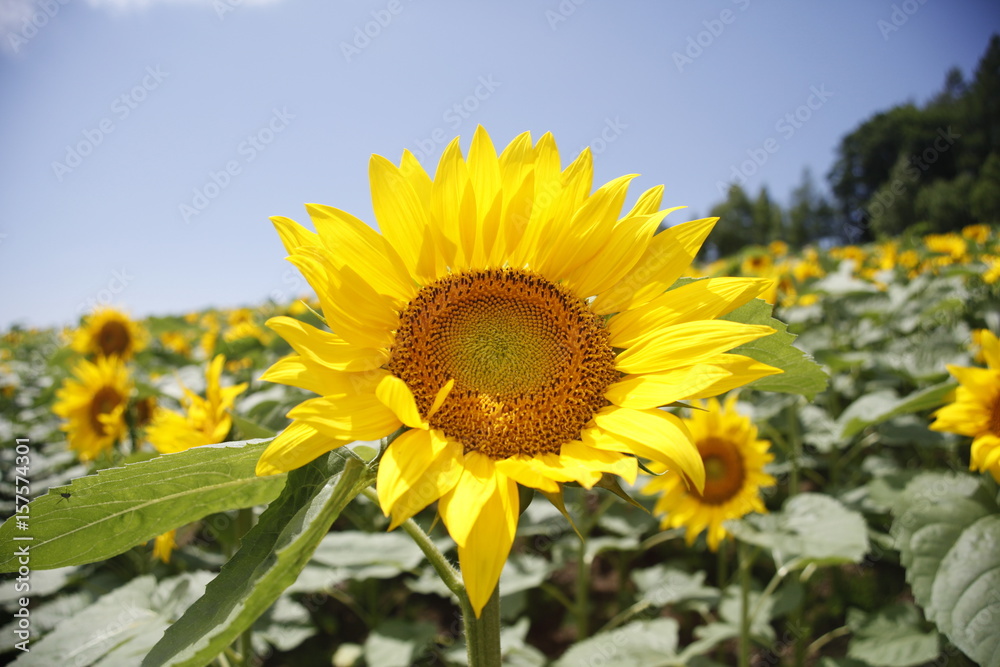 Sunflower blooms in Saikanosato Sasaki-farm in Nakafurano-town, Japan's northern island of Hokkaido Sunflower blooms in Saikanosato Sasaki-farm in Nakafurano-town, Japan's northern island of Hokkaido