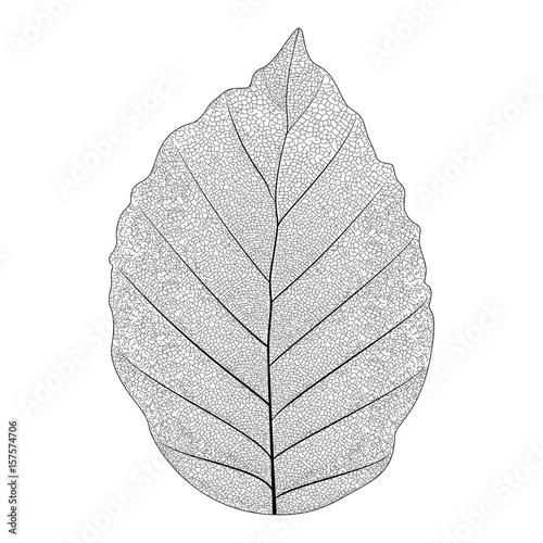 Botanical series Elegant Single Exotic leaf in sketch style in black and white on white background 