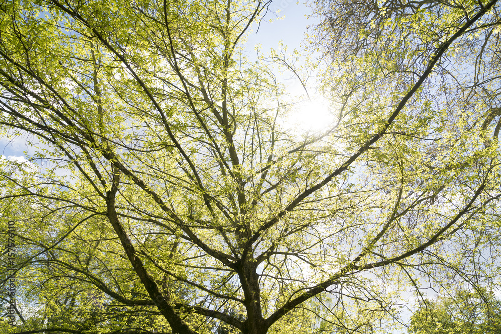 the sun is shining through a tree in spring the sun is shining through a tree in spring