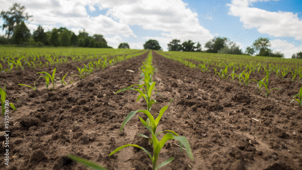 close up of young corn plants in the field on a sunny day