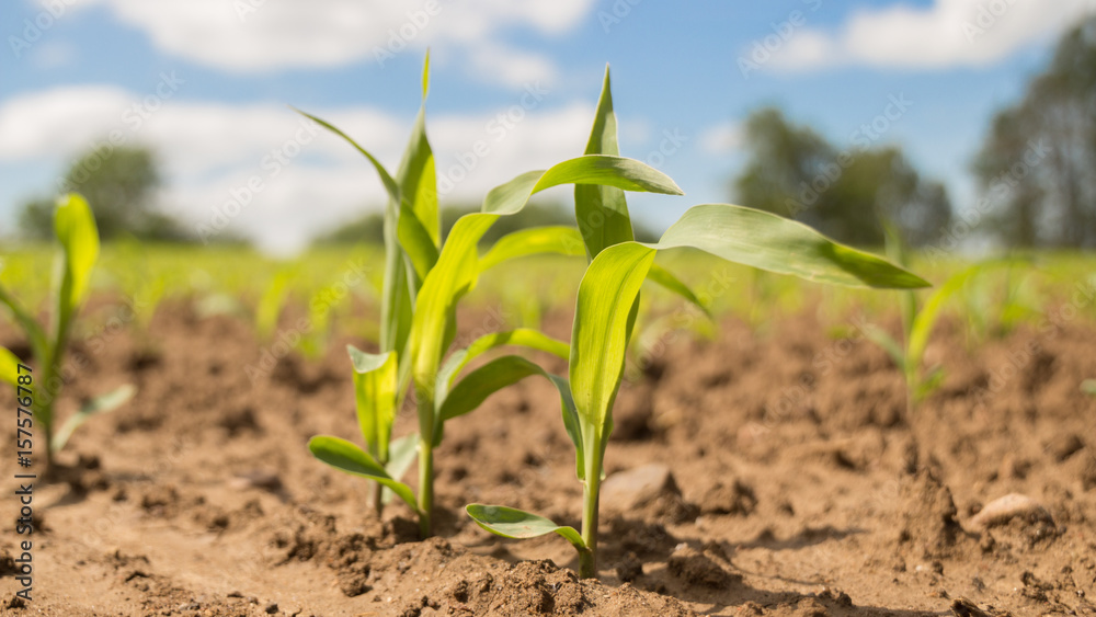 close up of young corn plants in the field on a sunny day close up of young corn plants in the field on a sunny day