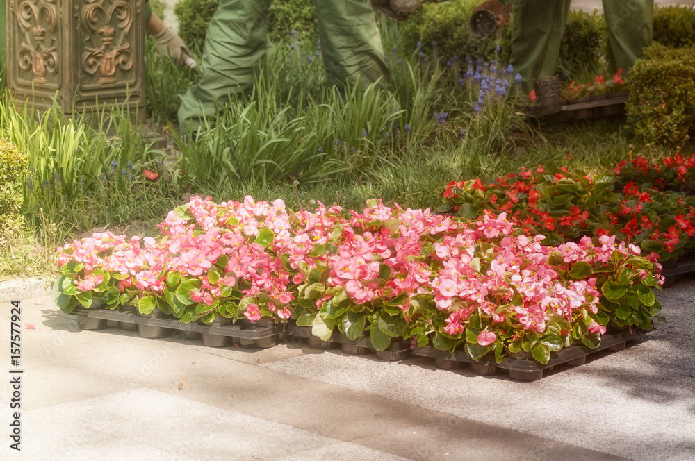 Fototapeta premium seedlings flower in nature,use the filter