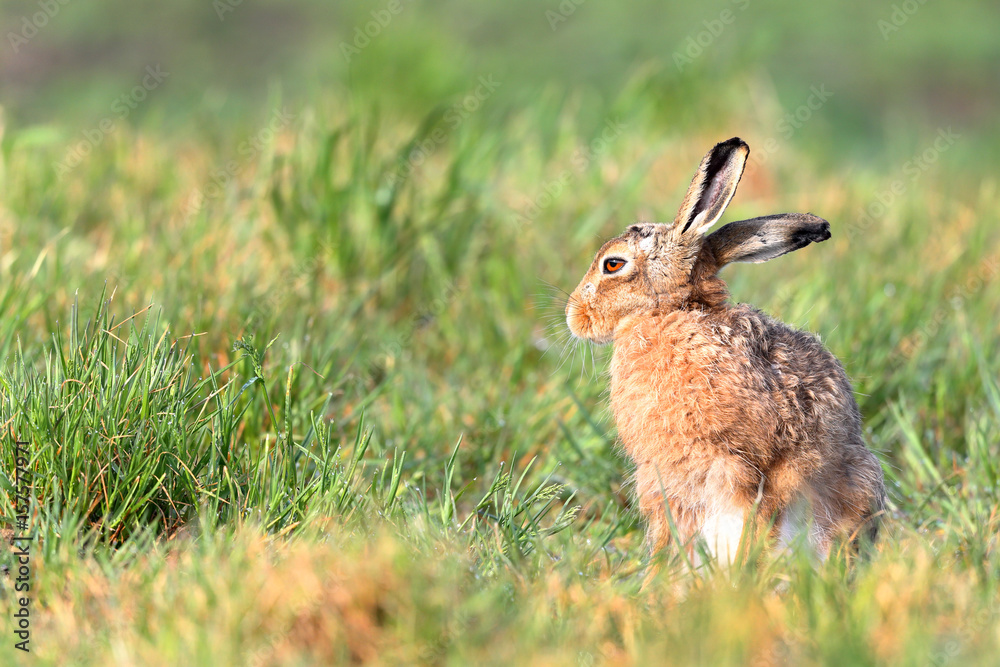 Fototapeta premium Brown Hare 
