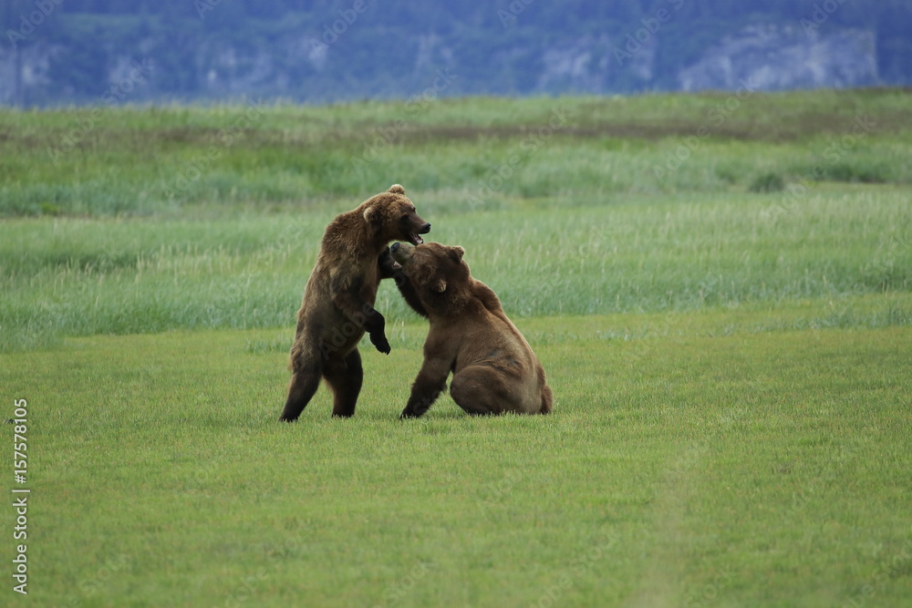 Bear fight Bear fight