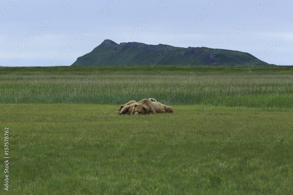 Obraz premium Sleeping griszzly bear in katmai