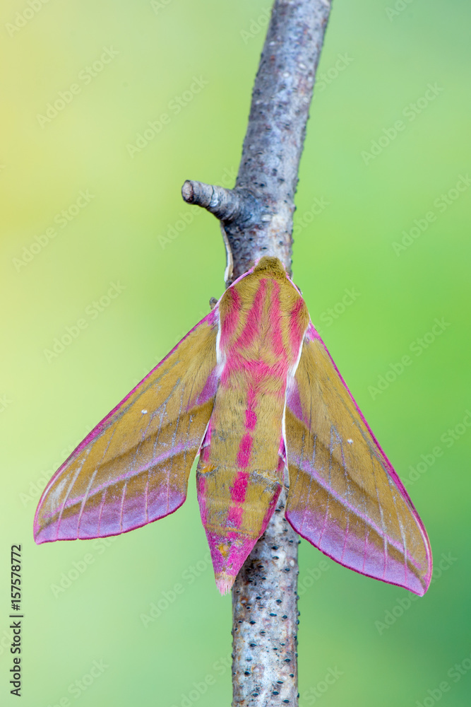 Fototapeta premium elephant hawk-moth - Deilephila elpenor