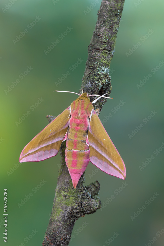 Fototapeta premium elephant hawk-moth - Deilephila elpenor