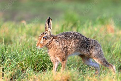 Brown Hare 