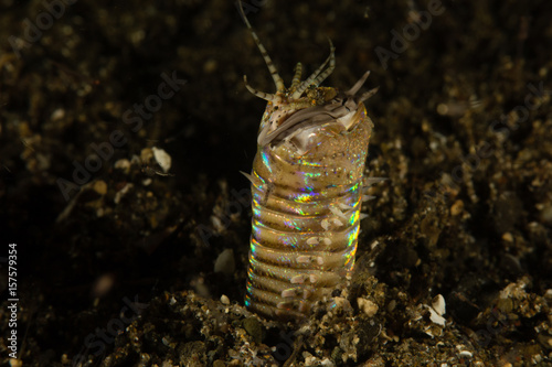 Bobbit worm - Eunice aphroditois © Emmanuel
