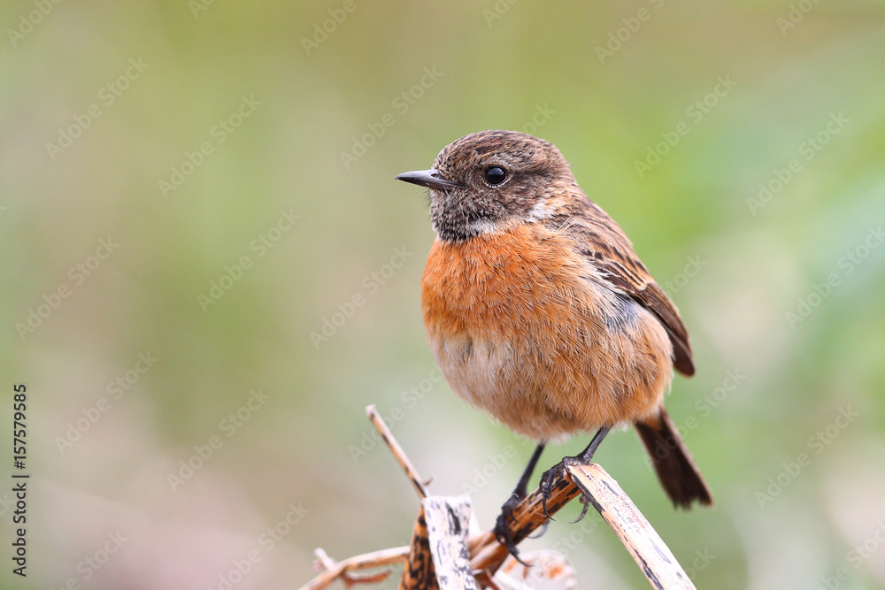 Fototapeta premium Stonechat