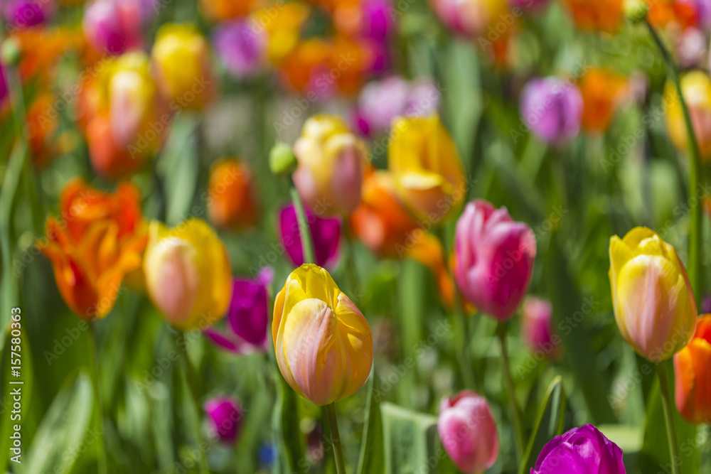 Mixture of Beautiful Colorful Tulips Placed Together in Dutch National Park Keukenhof in Netherlands.