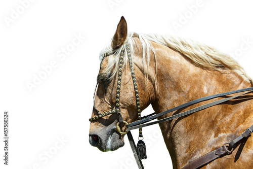 Horse.breeding horse on white background