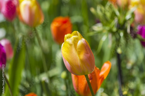 One Yellow Tulip Against of Mixture of Beautiful Colorful Tulips  in Dutch National Park Keukenhof in Netherlands. photo