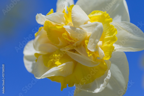 Macro of White-Yellow Dutch Tulip Petals Against Blue Sky. Keukenhof National Flowers Park. photo