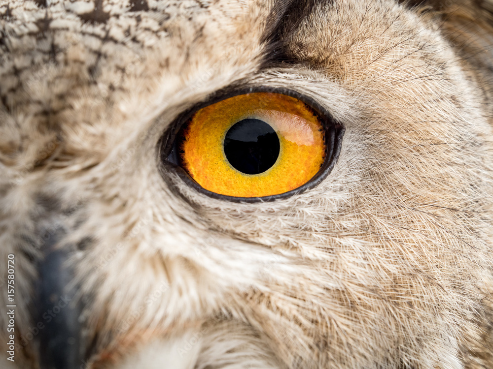 Close up portrait of an eagle owl (Bubo bubo) with yellow eyes Close up portrait of an eagle owl (Bubo bubo) with yellow eyes
