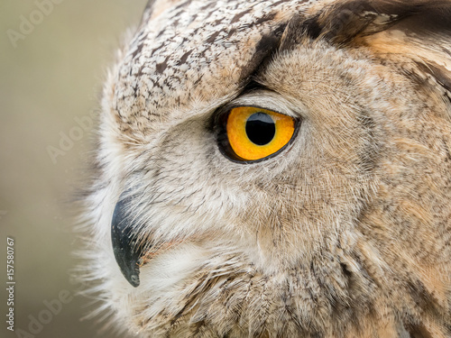 Close up portrait of an eagle owl (Bubo bubo) with yellow eyes