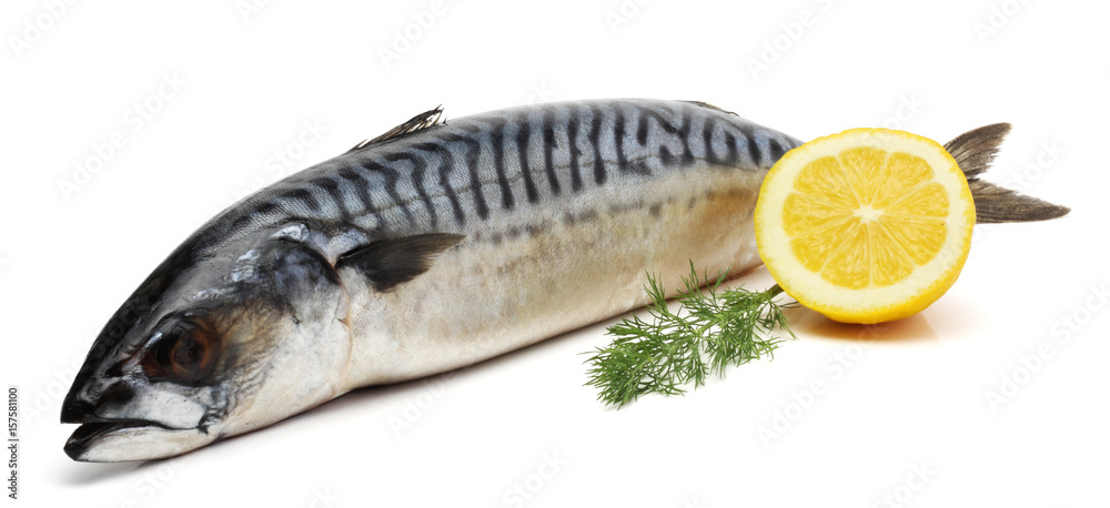 atlantic mackerel fish isolated on white background