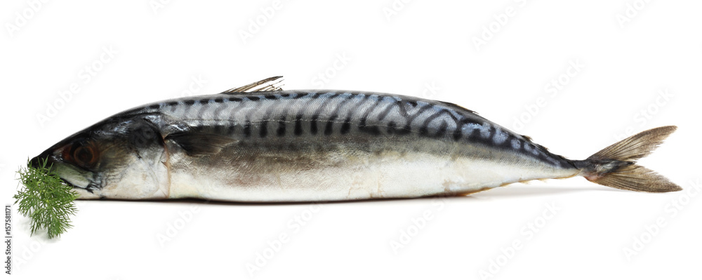 atlantic mackerel fish isolated on white background atlantic mackerel fish isolated on white background