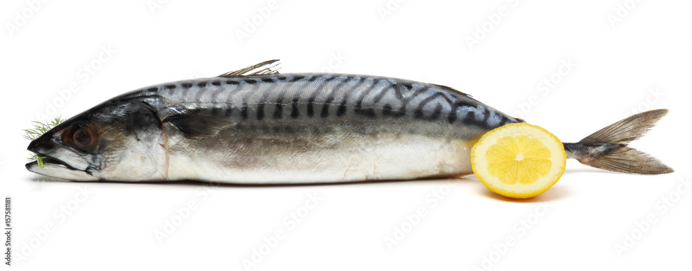 atlantic mackerel fish isolated on white background