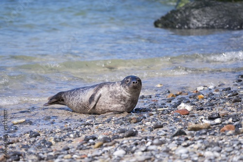 Young grey seal on shore of north sea in scandinavia playing an lying on the pebble beach in sunny spring day. The grey seal Halichoerus grypus is found on both shores of the North Atlantic Ocean. 