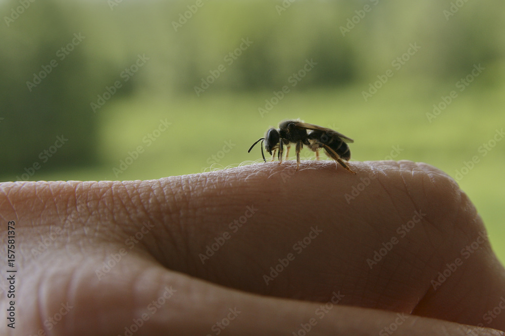 Obraz premium Tiny bee resting on a finger. Isolated on a green blurry background.