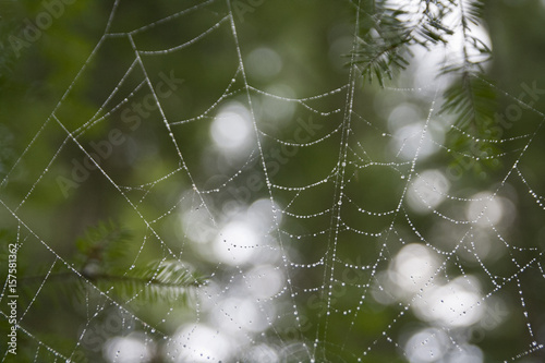 Rain drops decorating a spider web. Isolated on a blurry background.