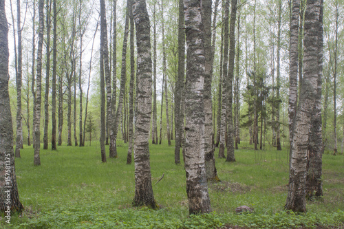 Fototapeta Naklejka Na Ścianę i Meble -  the birch grove