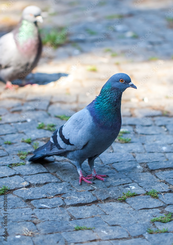 Pigeons On The Square, birds clouse up Pigeons On The Square, birds clouse up