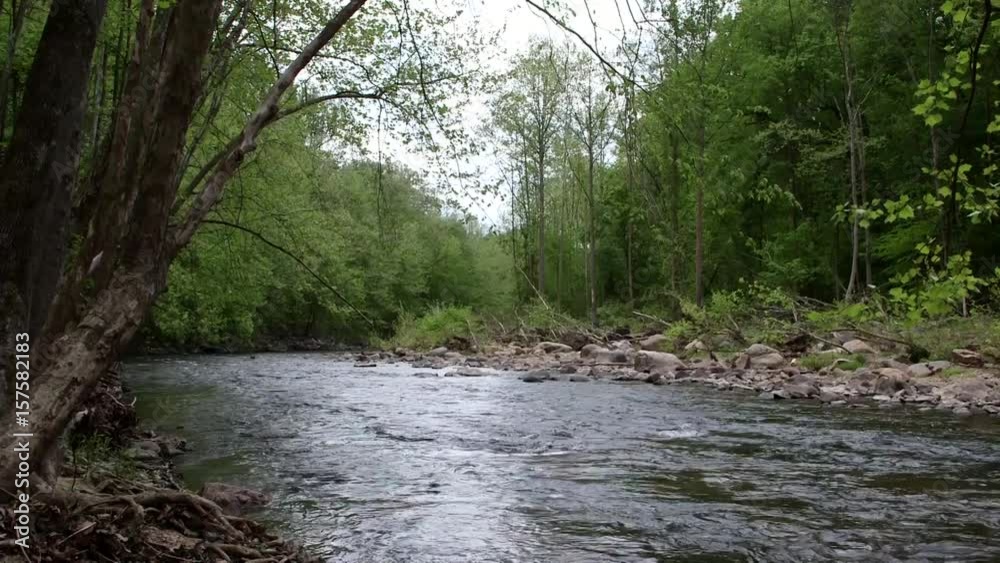 River flowing in woods River flowing in woods