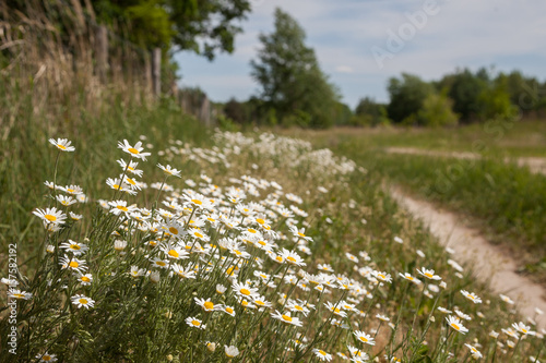 Döberitzer Heide