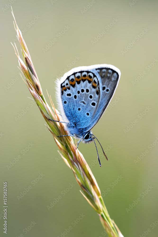 Fototapeta premium Beautiful butterfly macro (Polyommatus icarus)