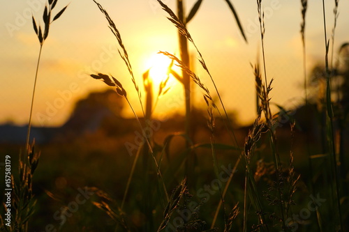 summer grass background at sunset
