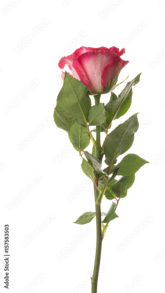 Two-tone rose on a white background Two-tone rose on a white background