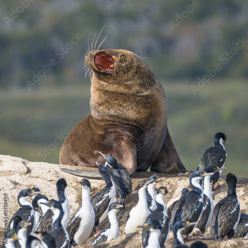 Colony of king cormorants and sea lion, Beagle Channel, Patagonia